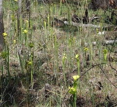 Sarracenia flava