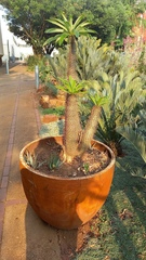 Pachypodium lamerei