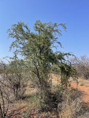 Vachellia erioloba
