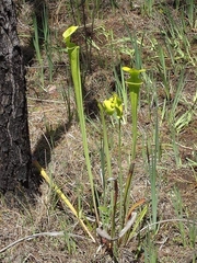 Sarracenia flava