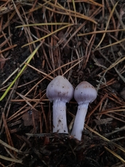 Asterophora parasitica