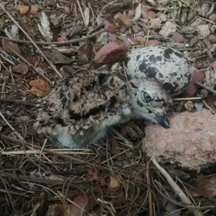 Burhinus capensis