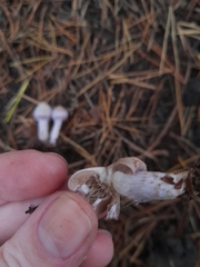 Asterophora parasitica