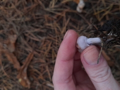 Asterophora parasitica