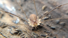 Nelima