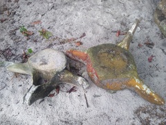 Megaptera novaeangliae