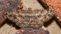 Psilalcis isombra