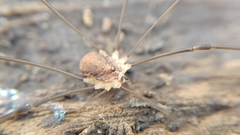 Nelima