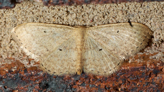 Scopula hypochra