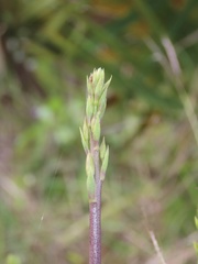 Eulophia graminea