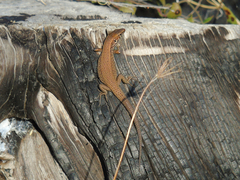 Algyroides moreoticus