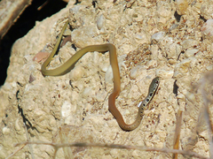 Platyceps najadum