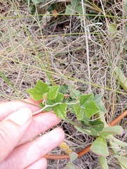Rhynchosia caribaea