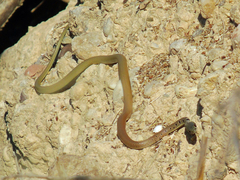 Platyceps najadum