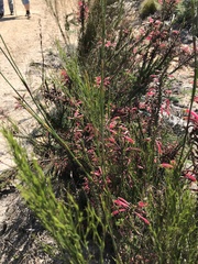 Erica densifolia