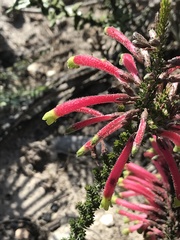 Erica densifolia