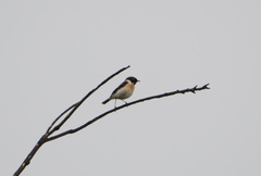 Saxicola stejnegeri