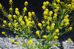 Barbarea vulgaris