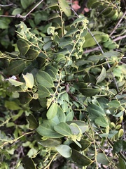 Breynia fruticosa