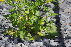 Barbarea vulgaris