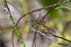 Erythrodiplax umbrata