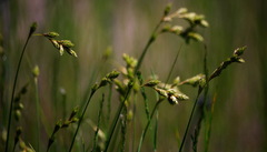 Carex foenea