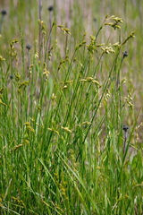 Carex foenea