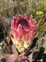 Protea eximia