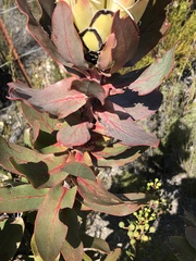 Protea eximia