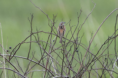 Emberiza fucata