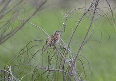 Emberiza fucata