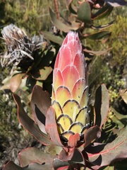 Protea eximia