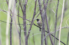 Emberiza yessoensis