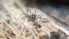 Rilaena triangularis