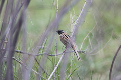 Emberiza yessoensis
