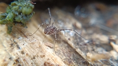 Rilaena triangularis