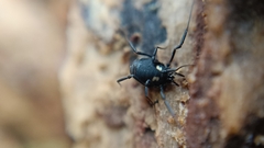 Nemastoma bimaculatum
