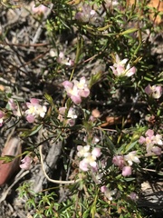 Lachnaea burchellii