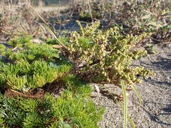Artemisia capillaris
