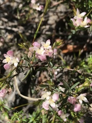 Lachnaea burchellii