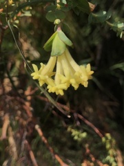 Gnidia oppositifolia