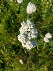 Achillea millefolium