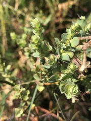 Gnidia oppositifolia