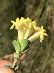 Gnidia oppositifolia