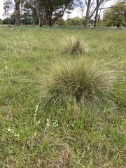 Poa labillardierei