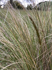 Poa labillardierei