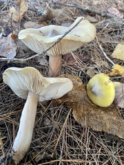 Tricholoma davisiae