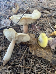 Tricholoma davisiae