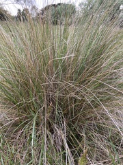 Poa labillardierei