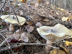 Tricholoma davisiae